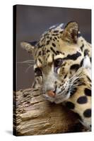 Clouded Leopard Close Up of Face-null-Stretched Canvas