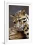 Clouded Leopard Close Up of Face-null-Framed Photographic Print