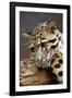 Clouded Leopard Close Up of Face-null-Framed Photographic Print