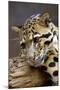 Clouded Leopard Close Up of Face-null-Mounted Photographic Print