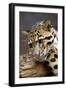 Clouded Leopard Close Up of Face-null-Framed Photographic Print