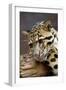 Clouded Leopard Close Up of Face-null-Framed Photographic Print