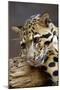 Clouded Leopard Close Up of Face-null-Mounted Photographic Print