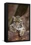 Clouded Leopard Cub-DLILLC-Framed Stretched Canvas