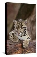 Clouded Leopard Cub-DLILLC-Stretched Canvas