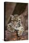 Clouded Leopard Cub-DLILLC-Stretched Canvas