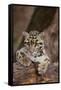 Clouded Leopard Cub-DLILLC-Framed Stretched Canvas