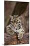 Clouded Leopard Cub-DLILLC-Mounted Premium Photographic Print