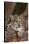 Clouded Leopard Cub-DLILLC-Stretched Canvas