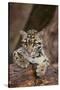 Clouded Leopard Cub-DLILLC-Stretched Canvas
