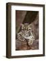 Clouded Leopard Cub-DLILLC-Framed Photographic Print