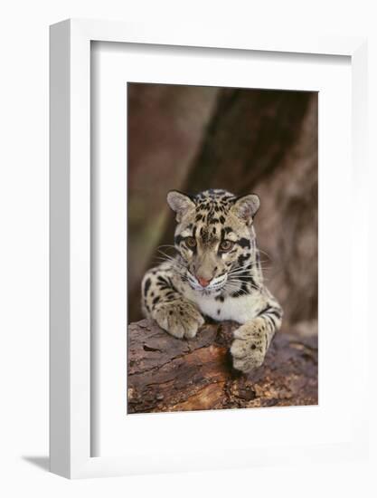 Clouded Leopard Cub-DLILLC-Framed Photographic Print