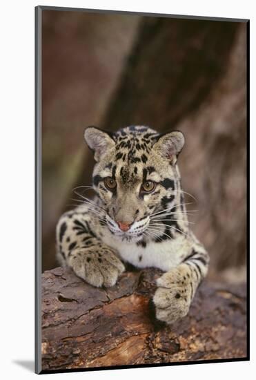 Clouded Leopard Cub-DLILLC-Mounted Photographic Print