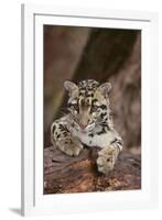 Clouded Leopard Cub-DLILLC-Framed Photographic Print