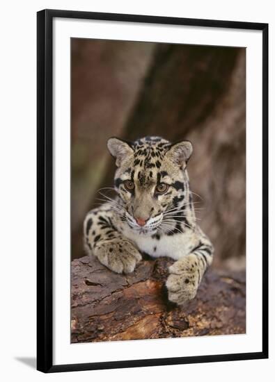 Clouded Leopard Cub-DLILLC-Framed Photographic Print