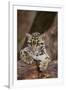 Clouded Leopard Cub-DLILLC-Framed Photographic Print