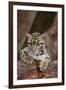 Clouded Leopard Cub-DLILLC-Framed Photographic Print