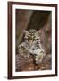 Clouded Leopard Cub-DLILLC-Framed Photographic Print