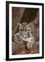 Clouded Leopard Cub-DLILLC-Framed Photographic Print