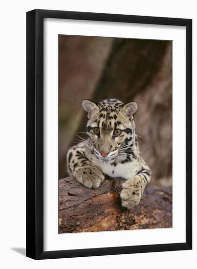 Clouded Leopard Cub-DLILLC-Framed Photographic Print