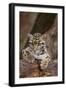 Clouded Leopard Cub-DLILLC-Framed Photographic Print