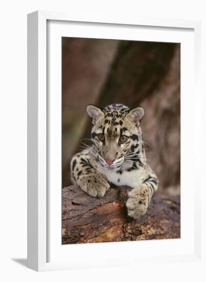 Clouded Leopard Cub-DLILLC-Framed Photographic Print