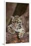 Clouded Leopard Cub-DLILLC-Framed Photographic Print