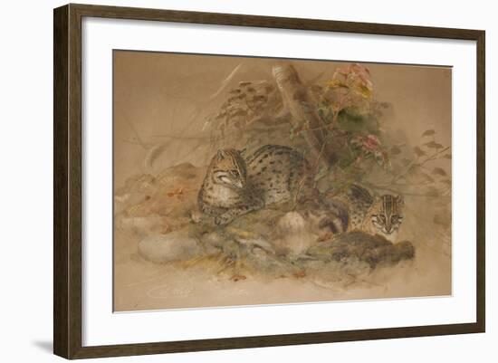 Clouded Leopard (Fleis Macrocelis)-Joseph Wolf-Framed Giclee Print