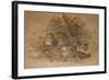 Clouded Leopard (Fleis Macrocelis)-Joseph Wolf-Framed Giclee Print