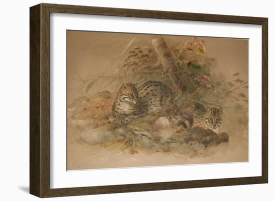 Clouded Leopard (Fleis Macrocelis)-Joseph Wolf-Framed Giclee Print