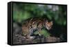 Clouded Leopard on Tree Branch-DLILLC-Framed Stretched Canvas