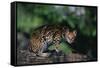Clouded Leopard on Tree Branch-DLILLC-Framed Stretched Canvas