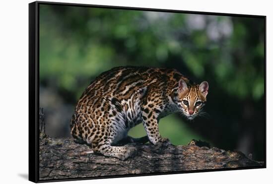 Clouded Leopard on Tree Branch-DLILLC-Framed Stretched Canvas