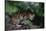 Clouded Leopard on Tree Branch-DLILLC-Stretched Canvas