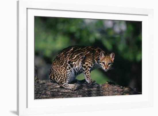 Clouded Leopard on Tree Branch-DLILLC-Framed Photographic Print