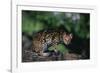 Clouded Leopard on Tree Branch-DLILLC-Framed Photographic Print