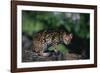 Clouded Leopard on Tree Branch-DLILLC-Framed Photographic Print