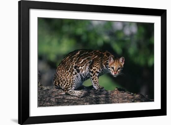 Clouded Leopard on Tree Branch-DLILLC-Framed Photographic Print