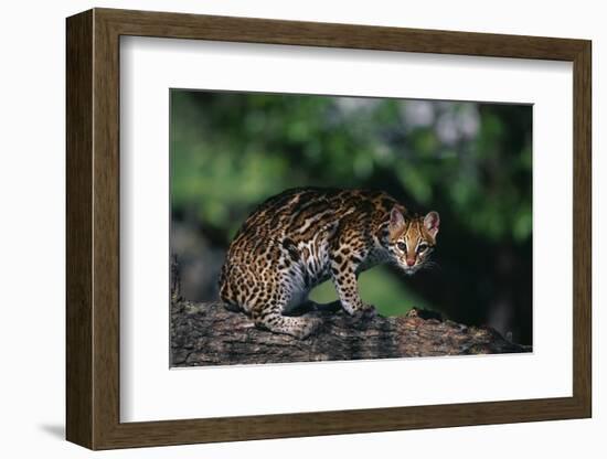 Clouded Leopard on Tree Branch-DLILLC-Framed Photographic Print