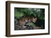 Clouded Leopard on Tree Branch-DLILLC-Framed Photographic Print