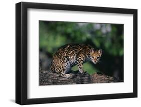 Clouded Leopard on Tree Branch-DLILLC-Framed Photographic Print