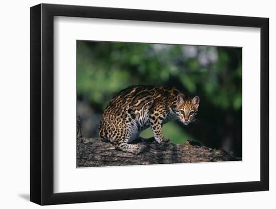 Clouded Leopard on Tree Branch-DLILLC-Framed Photographic Print
