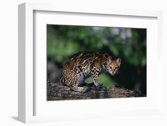 Clouded Leopard on Tree Branch-DLILLC-Framed Photographic Print