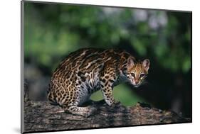 Clouded Leopard on Tree Branch-DLILLC-Mounted Photographic Print