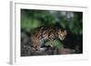 Clouded Leopard on Tree Branch-DLILLC-Framed Photographic Print