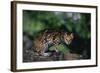 Clouded Leopard on Tree Branch-DLILLC-Framed Photographic Print