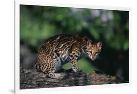 Clouded Leopard on Tree Branch-DLILLC-Framed Photographic Print