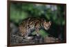 Clouded Leopard on Tree Branch-DLILLC-Framed Photographic Print