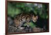 Clouded Leopard on Tree Branch-DLILLC-Framed Photographic Print