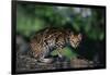 Clouded Leopard on Tree Branch-DLILLC-Framed Photographic Print